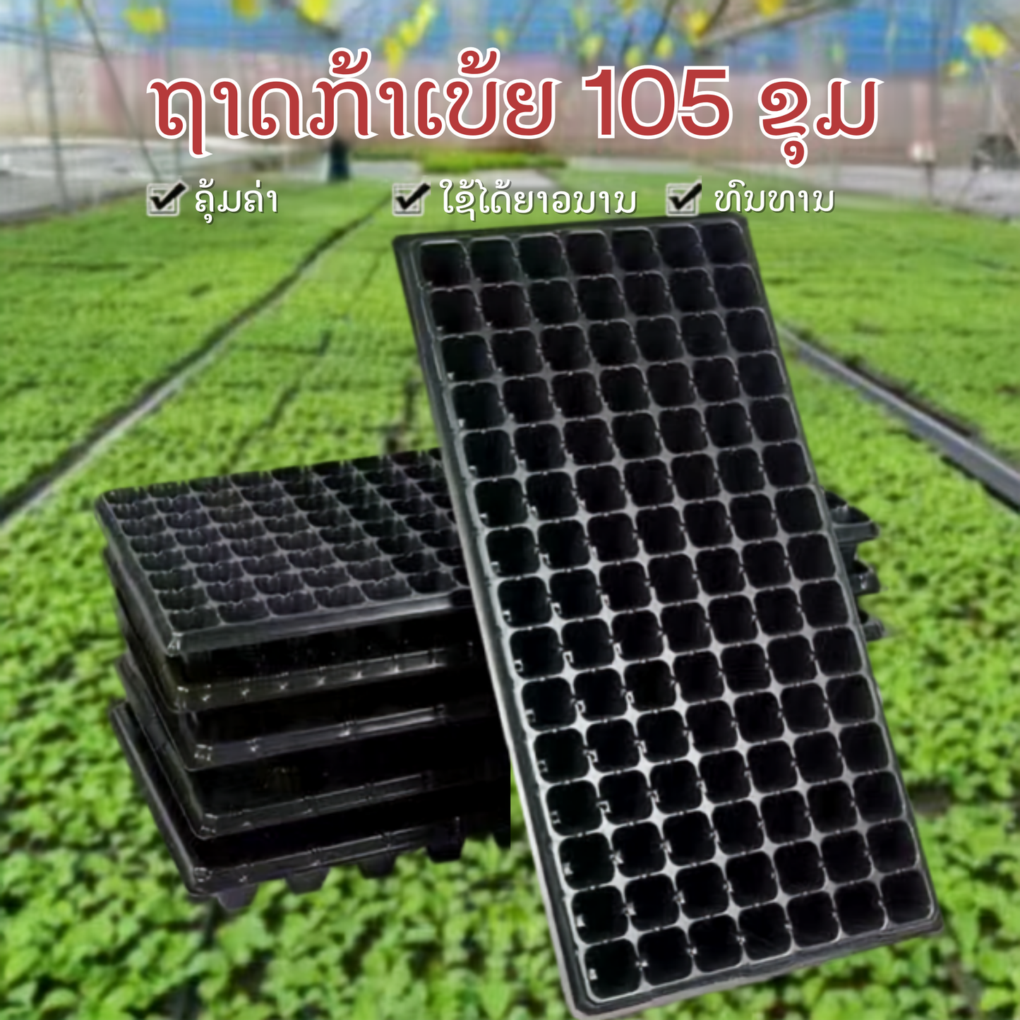 ຖາດກ້າເບ້ຍ 105 ຂຸມ.