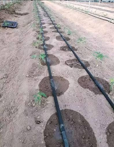 ທໍ່ນ້ຳຫຍົດ 1,000m 2ຮູ ຫ່າງ 20cm