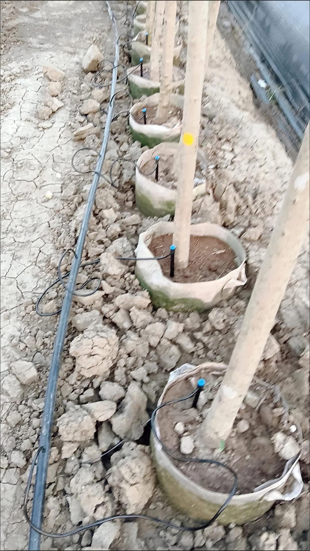 ມິນິສະປິງເກີ້+ຂາປັກ
