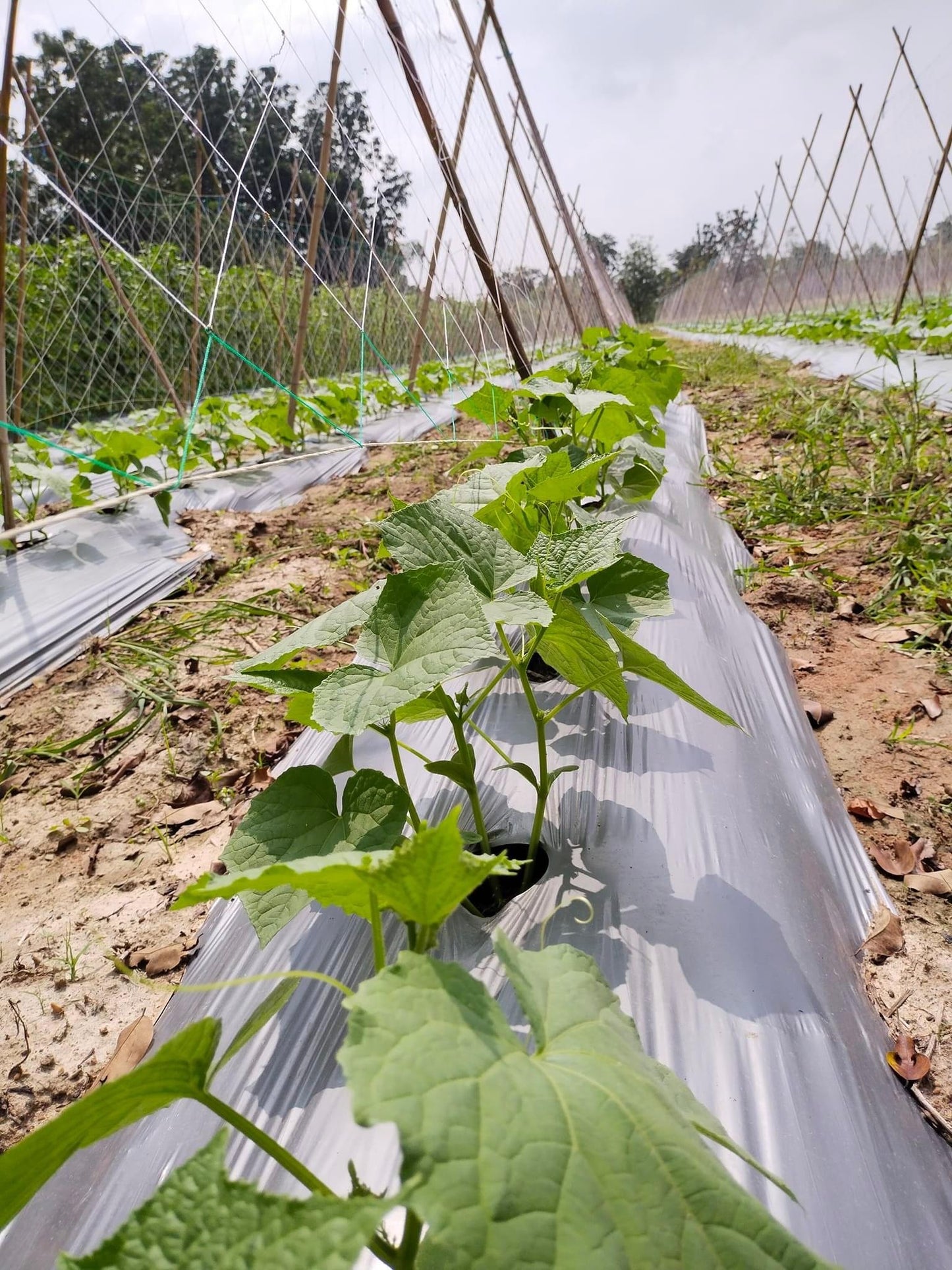 ຜ້າຄຸມດິນ