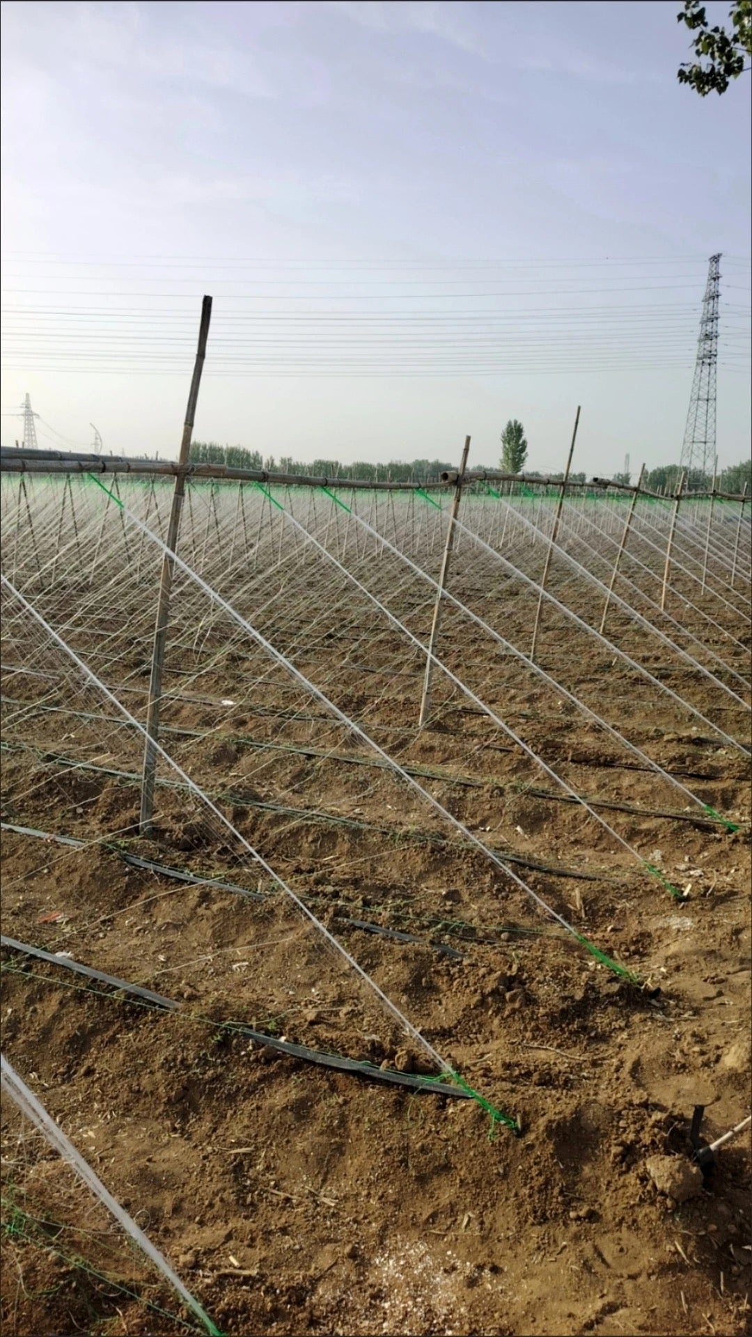 ຄ້າງແຕງ,ຄ້າງຖົ່ວ…ໄມ້ເລືອ