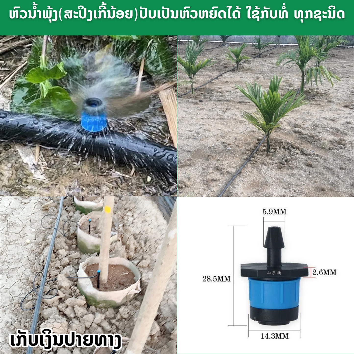 ຫົວພຸ້ງສີຟ້າ (ຖົງ50ຫົວ)