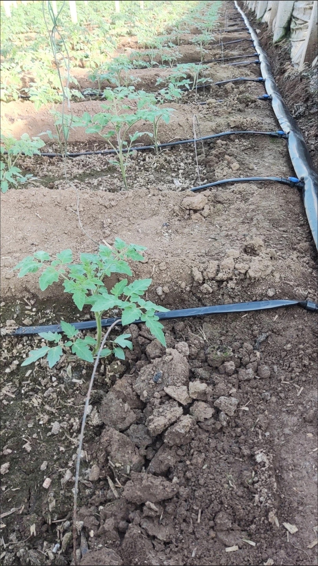 ທໍ່ນ້ຳຫຍົດ 1,000m 2ຮູ 60cm