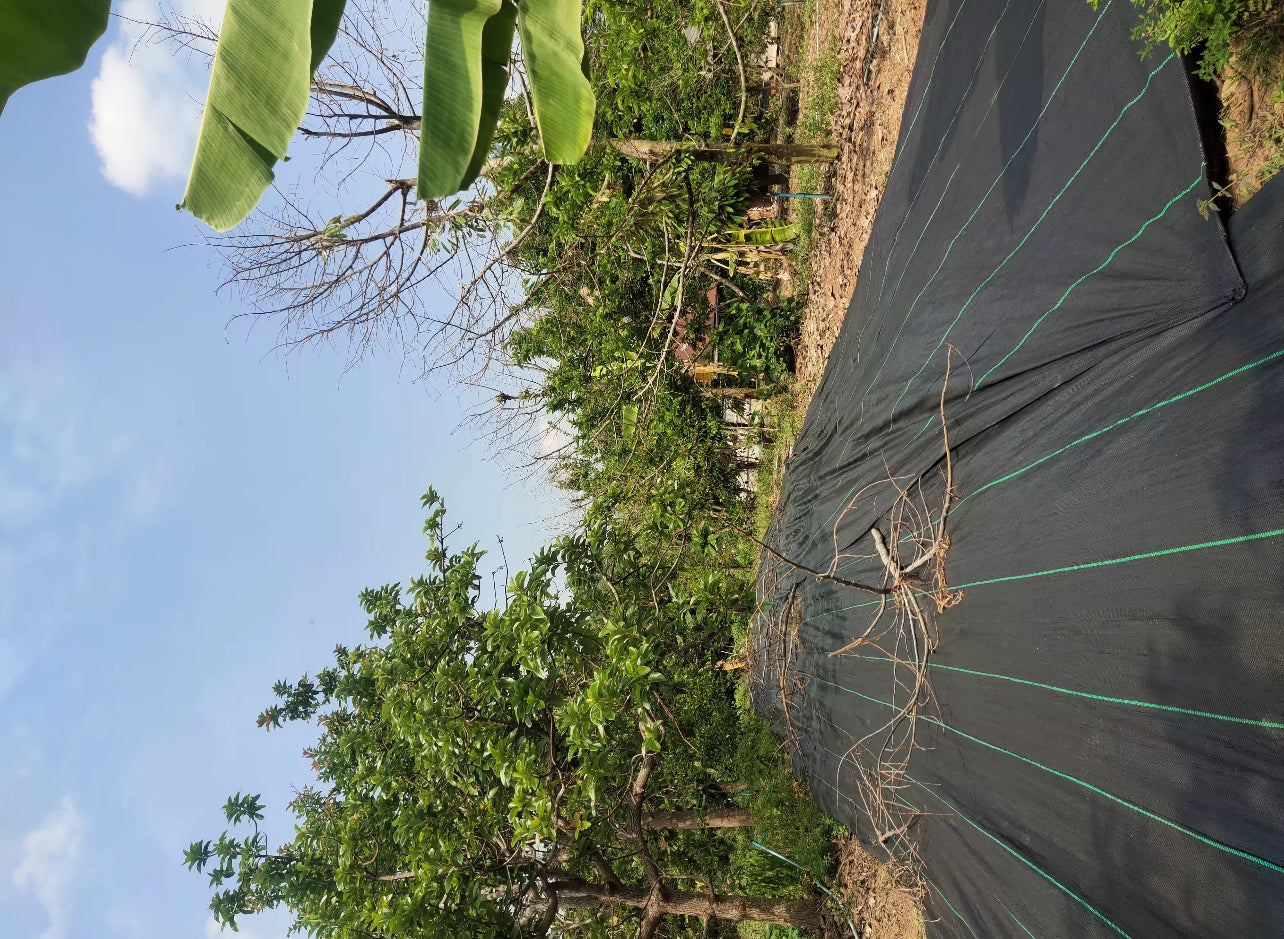 ຜ້າຄຸມດິນນ້ຳຊຶມ 1*100m