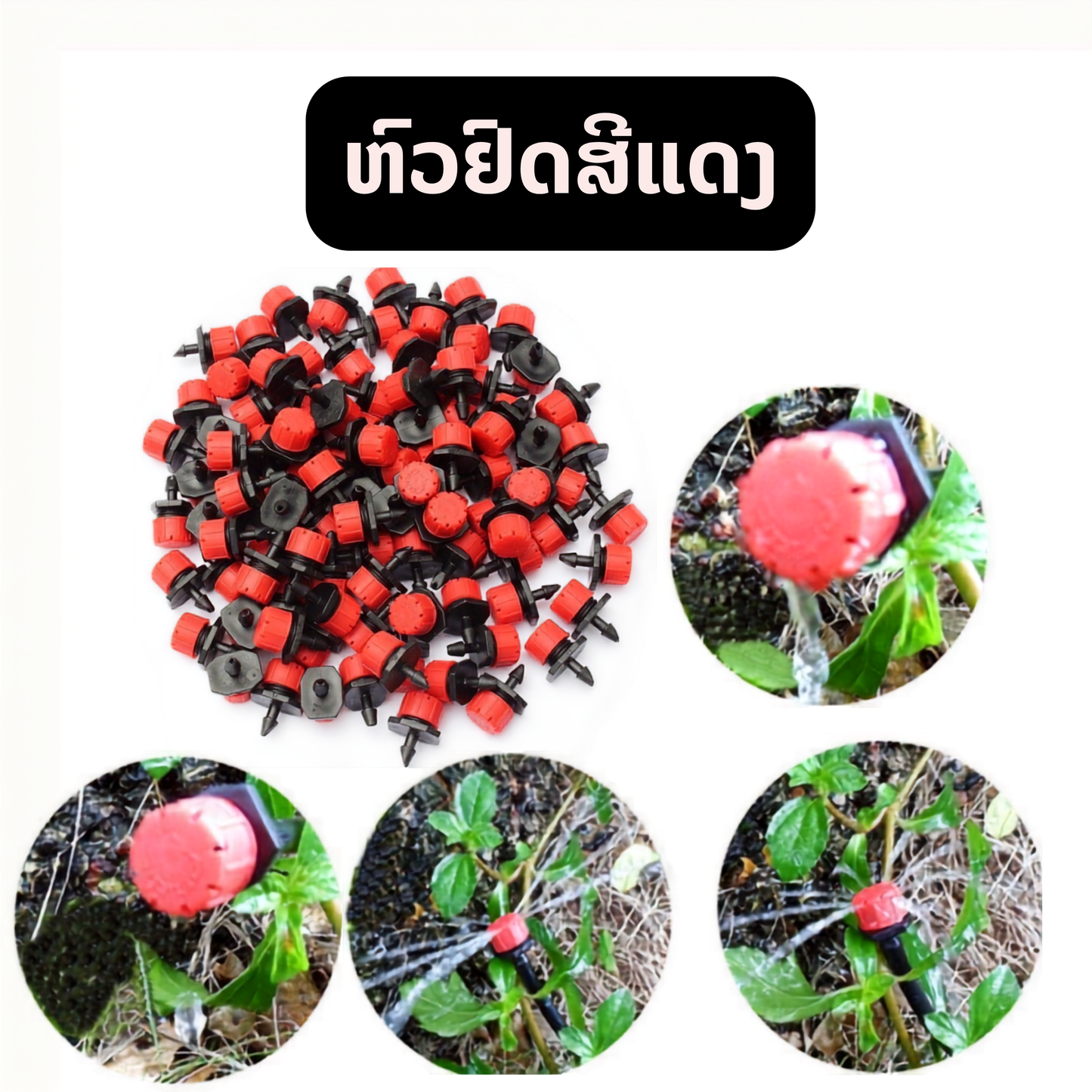 ຫົວຢົດສີແດງ (ຖົງ100ຫົວ)