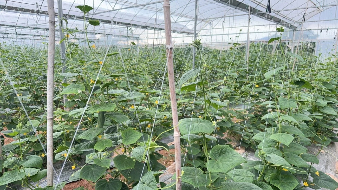 ຄ້າງແຕງ,ຄ້າງຖົ່ວ…ໄມ້ເລືອ