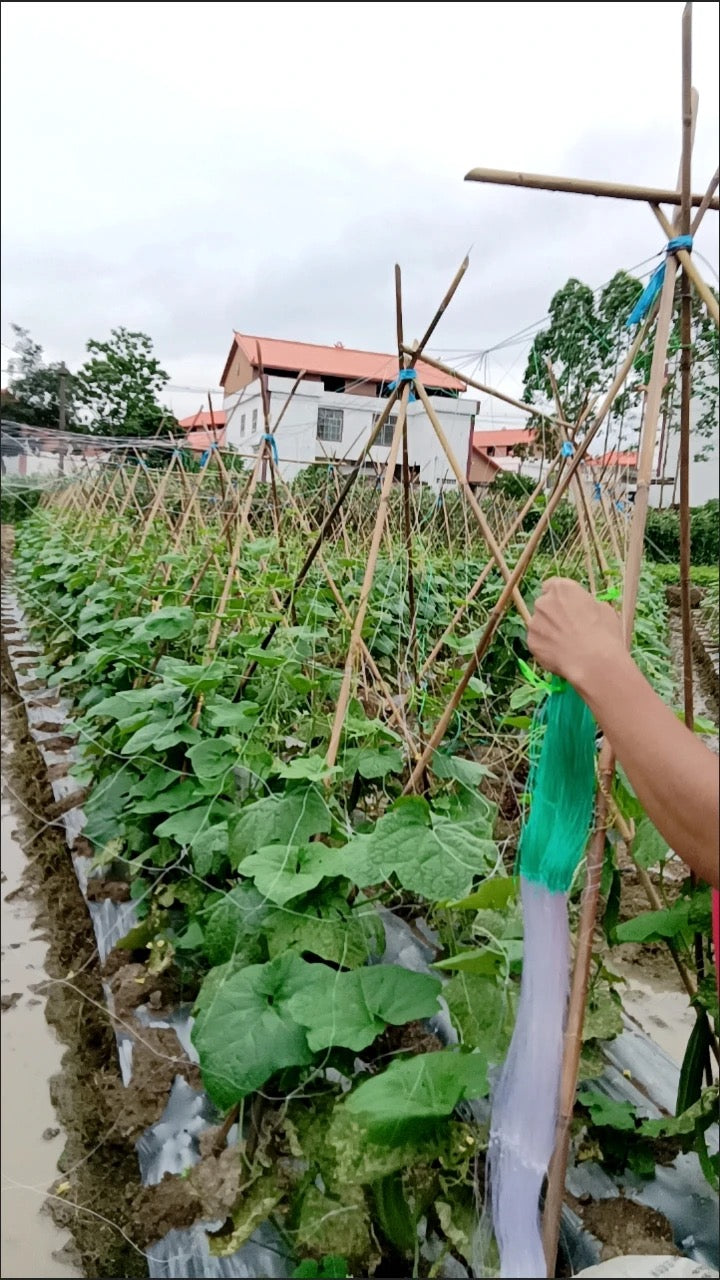 ຄ້າງແຕງ,ຄ້າງຖົ່ວ…ໄມ້ເລືອ