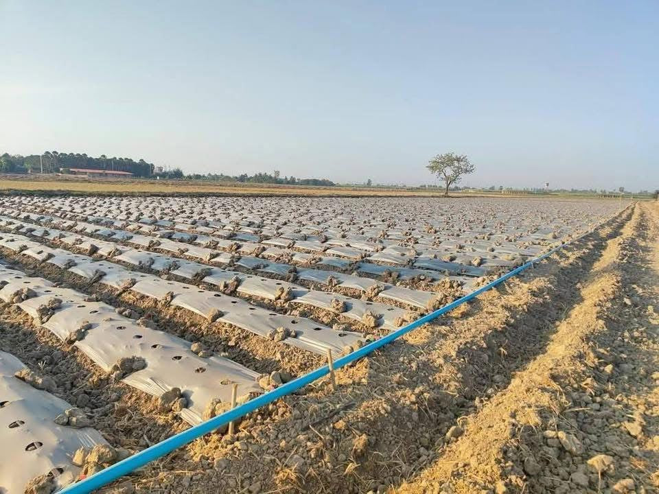 ຜ້າຄຸມດິນ