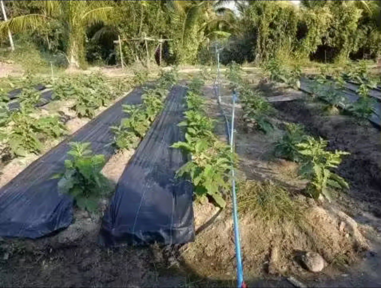 ຜ້າຄຸມດິນນ້ຳຊຶມ 1*100m