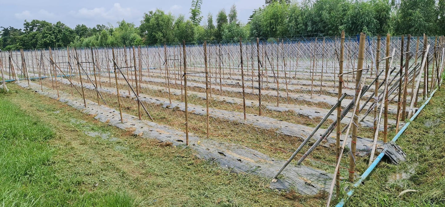 ຜ້າຄຸມດິນ