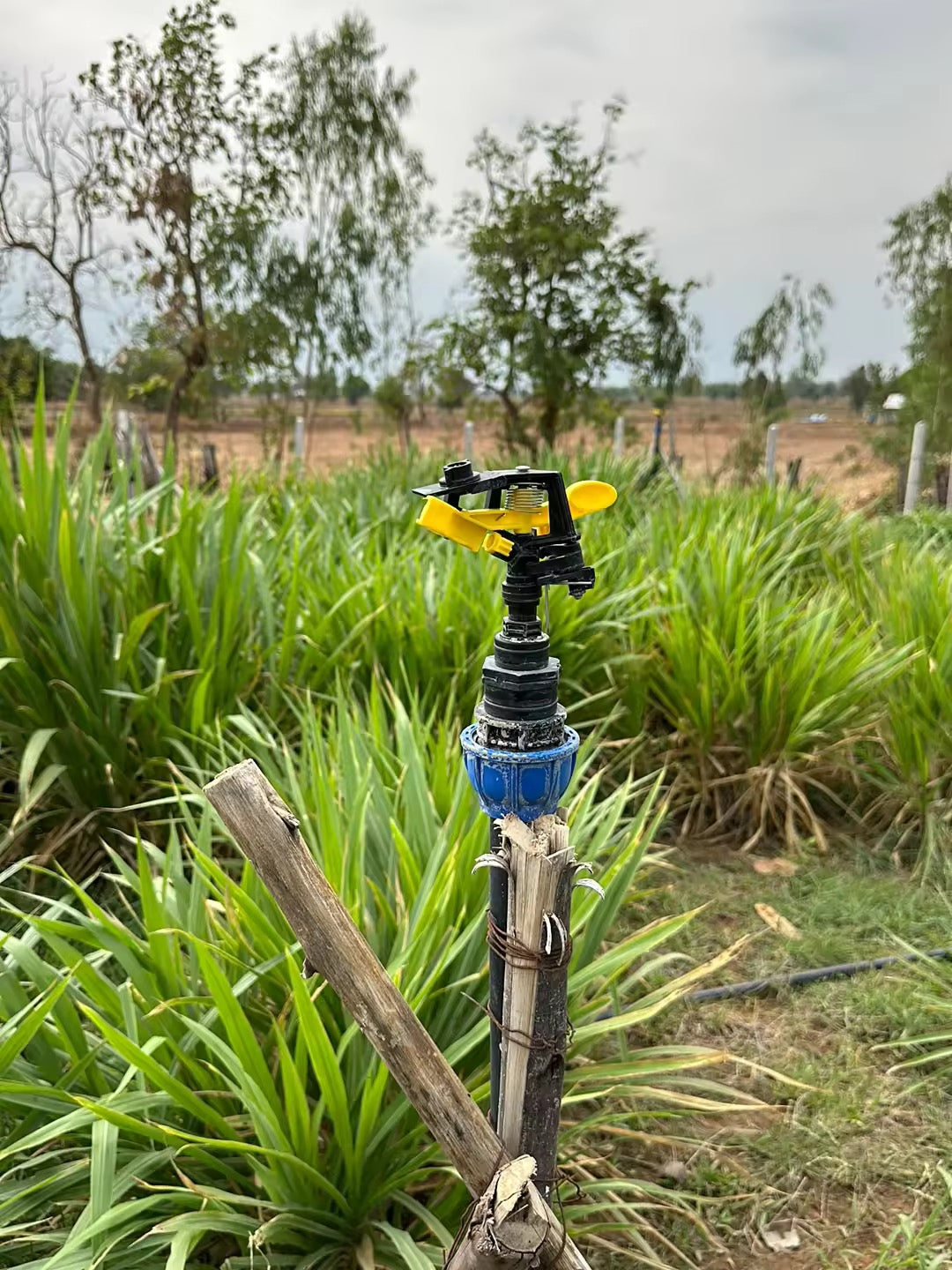 ສະປິງເກີ້360ອົງສາ