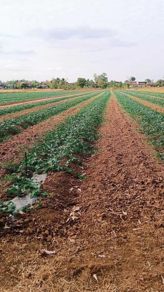 ຜ້າຄຸມດິນ