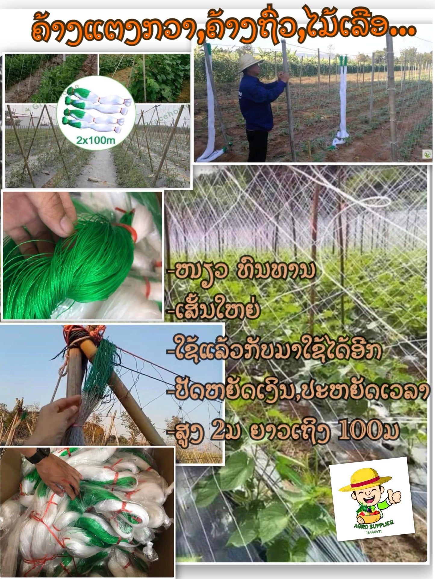 ຄ້າງແຕງ,ຄ້າງຖົ່ວ…ໄມ້ເລືອ