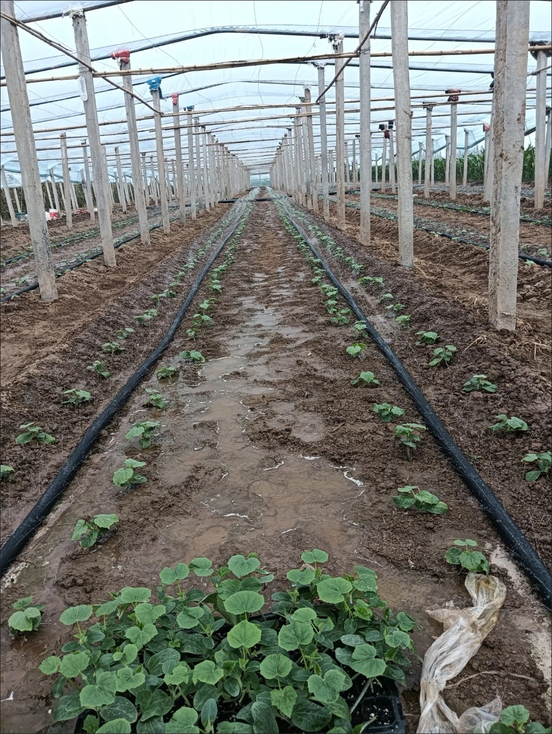 ທົ່ງສົ່ງນ້ຳ pe ອ່ອນ