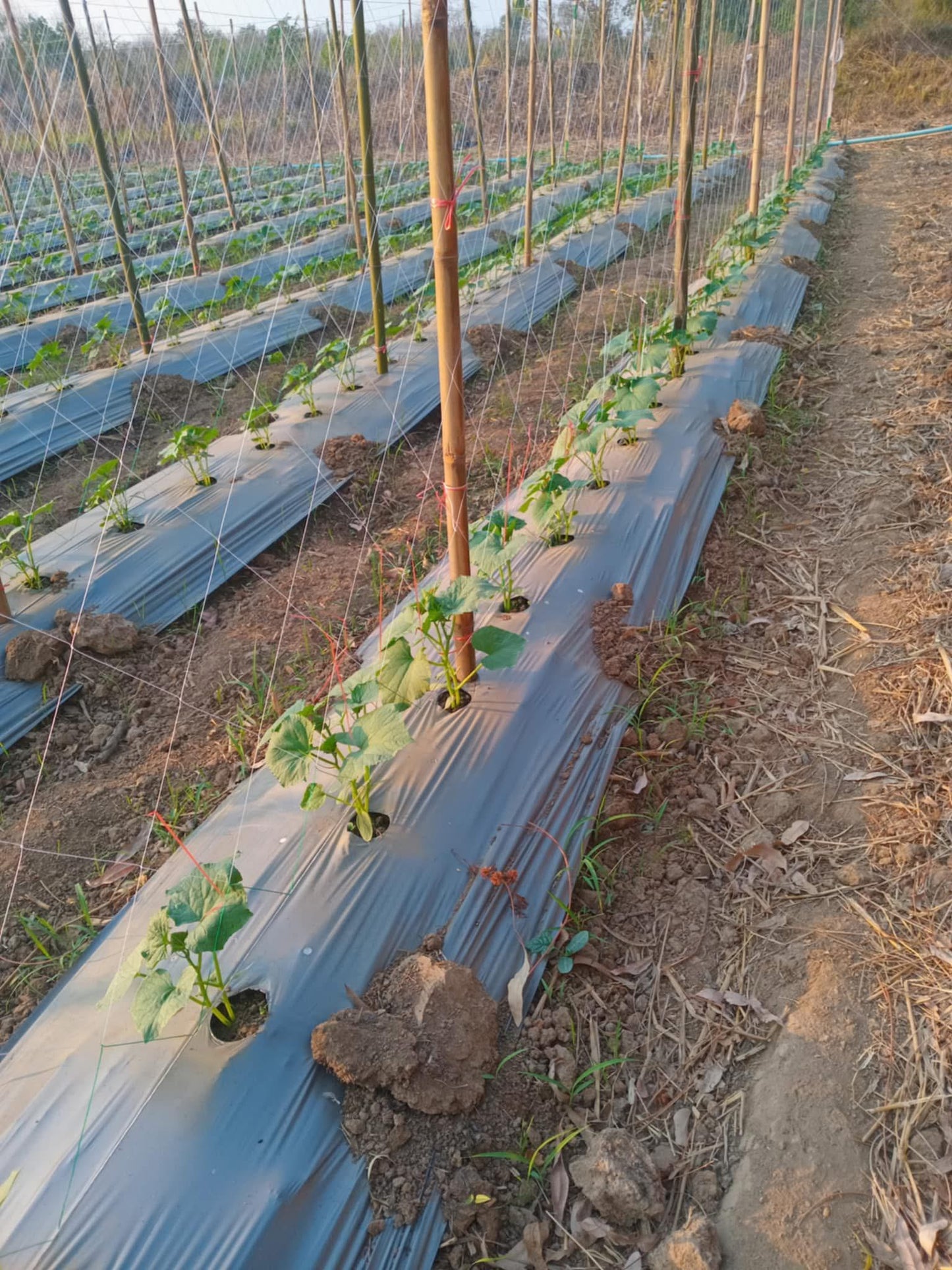 ຄ້າງແຕງ,ຄ້າງຖົ່ວ…ໄມ້ເລືອ