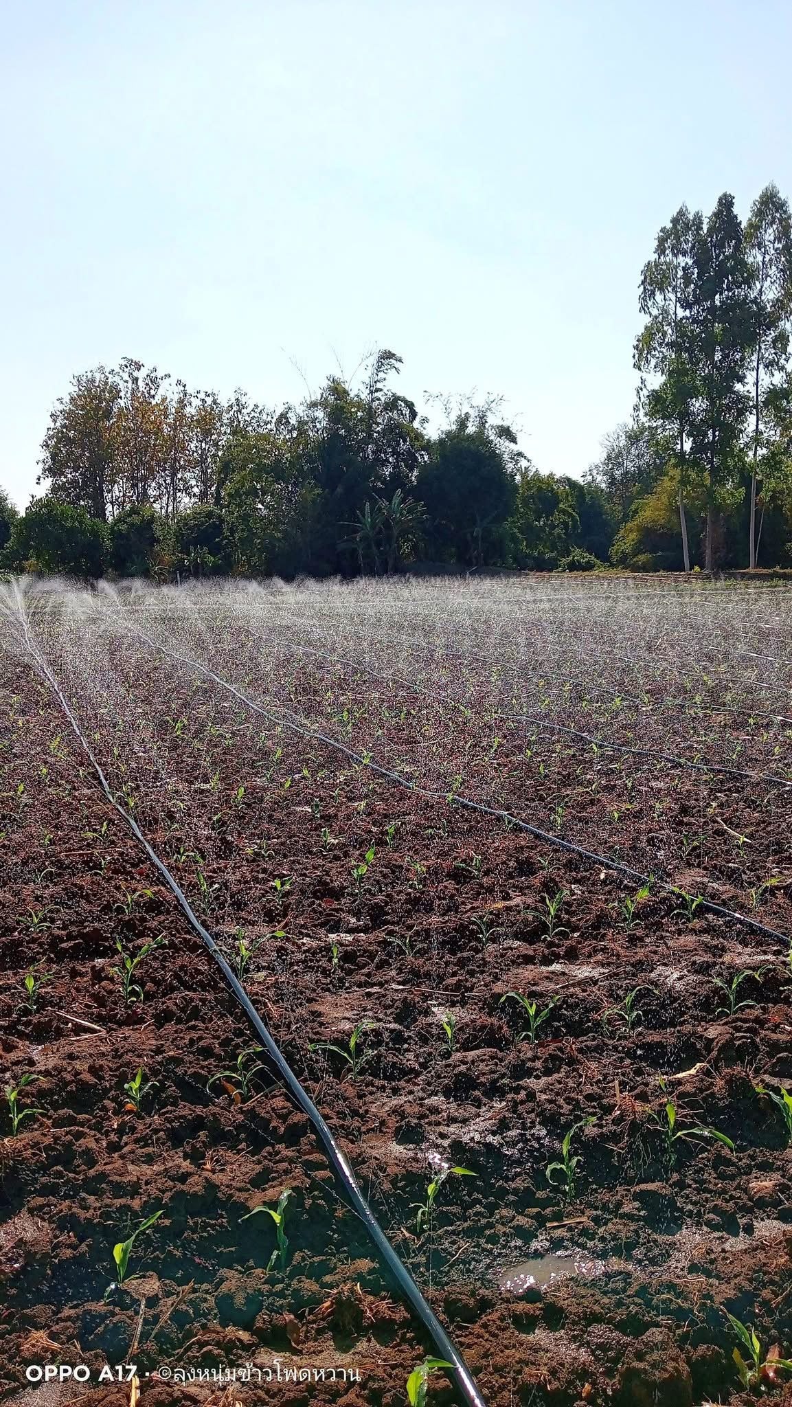 ທໍ່ນ້ຳພຸ້ງ ຍາວ 200m