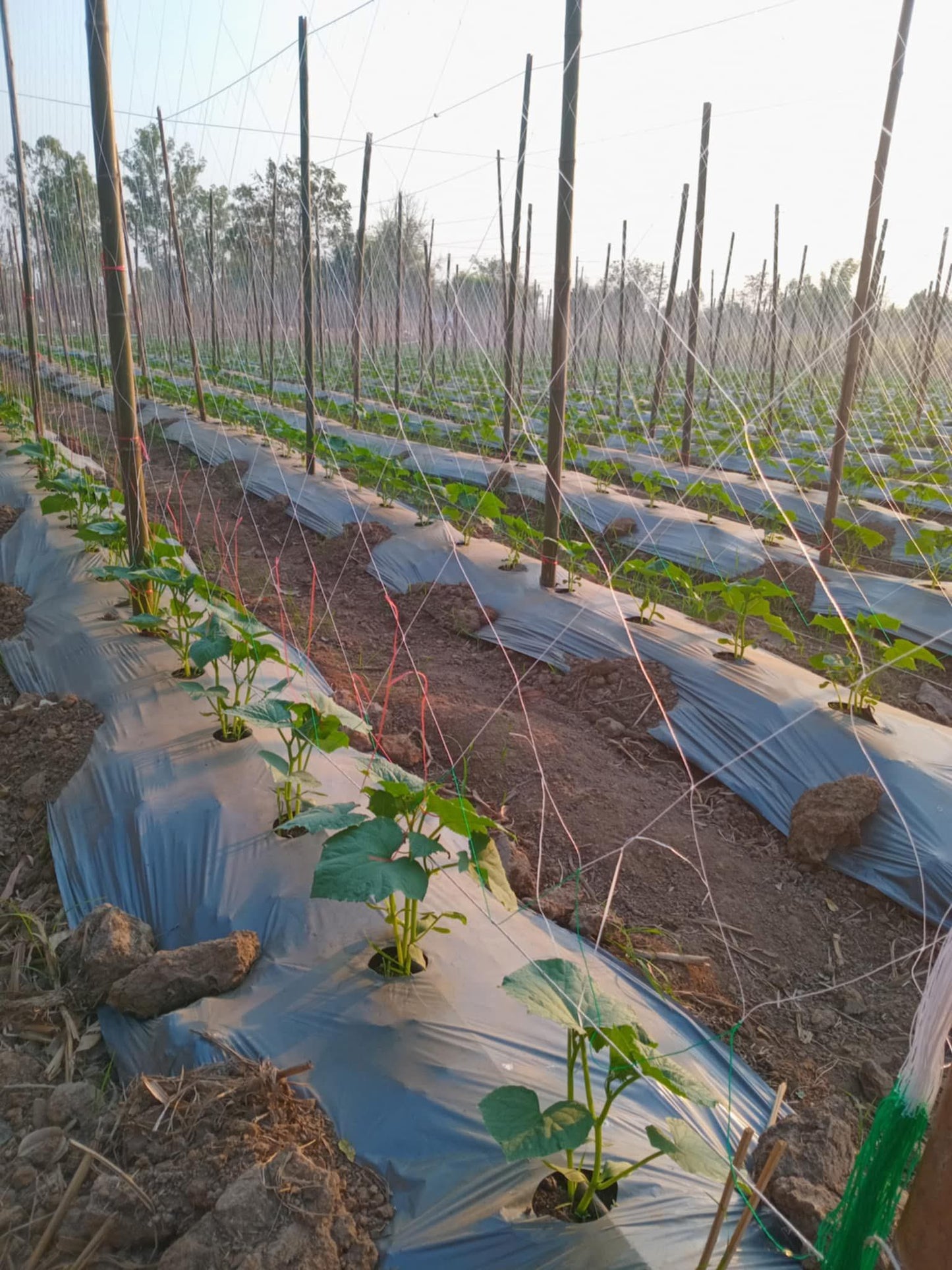 ຜ້າຄຸມດິນ