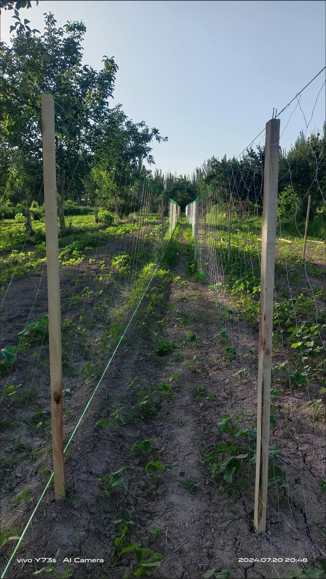 ເຊືອກ ສຳລັບຄ້າງແຕງ,ຄ້າງຖົ່ວ…….