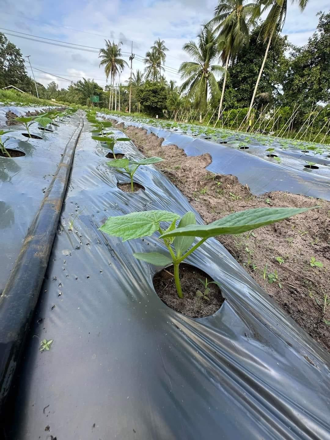 ຜ້າຄຸມດິນ