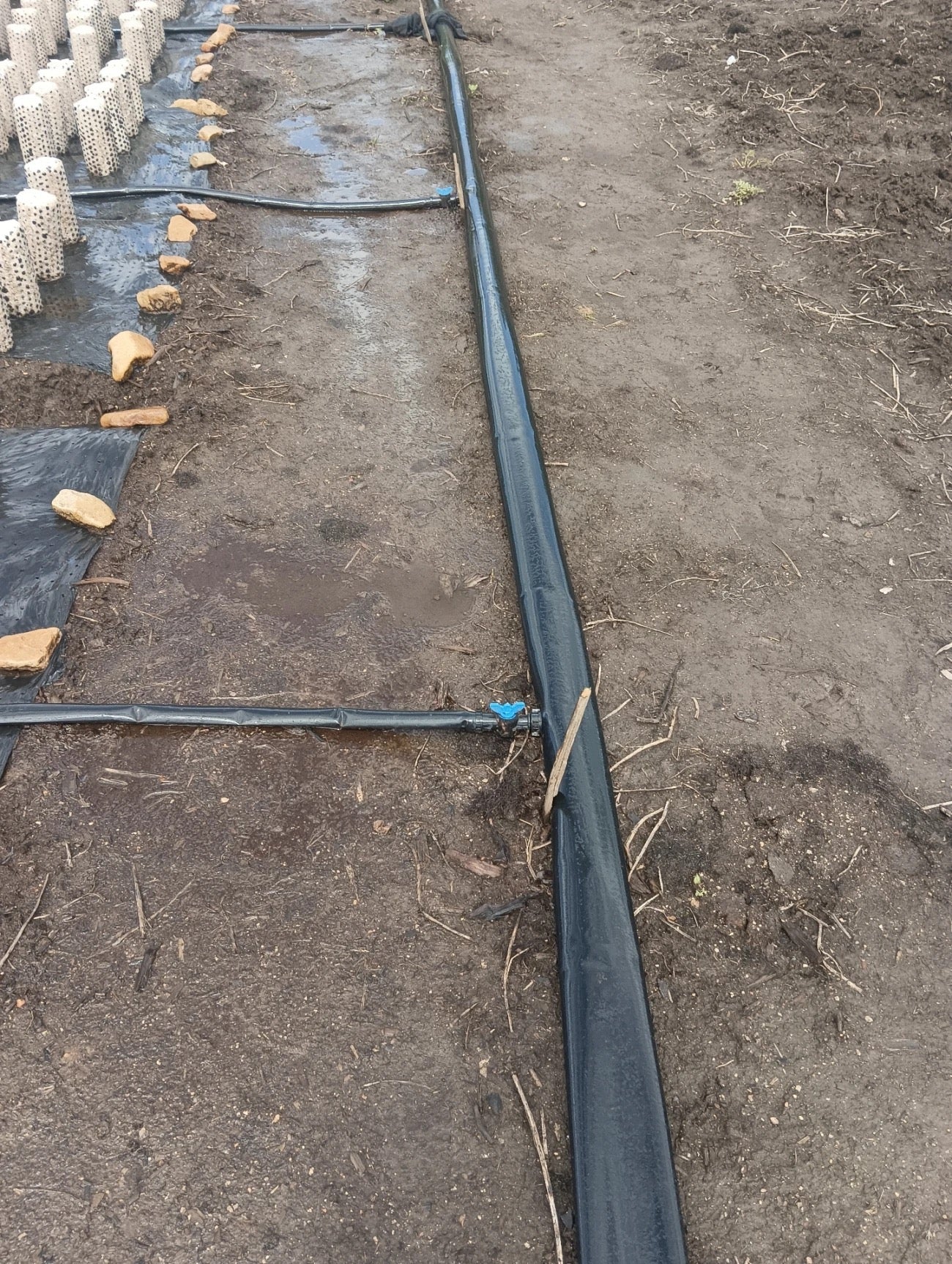 ທົ່ງສົ່ງນ້ຳ pe ອ່ອນ