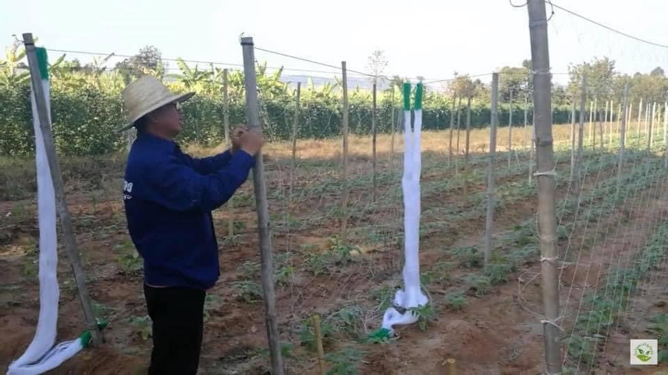 ຄ້າງແຕງ,ຄ້າງຖົ່ວ…ໄມ້ເລືອ