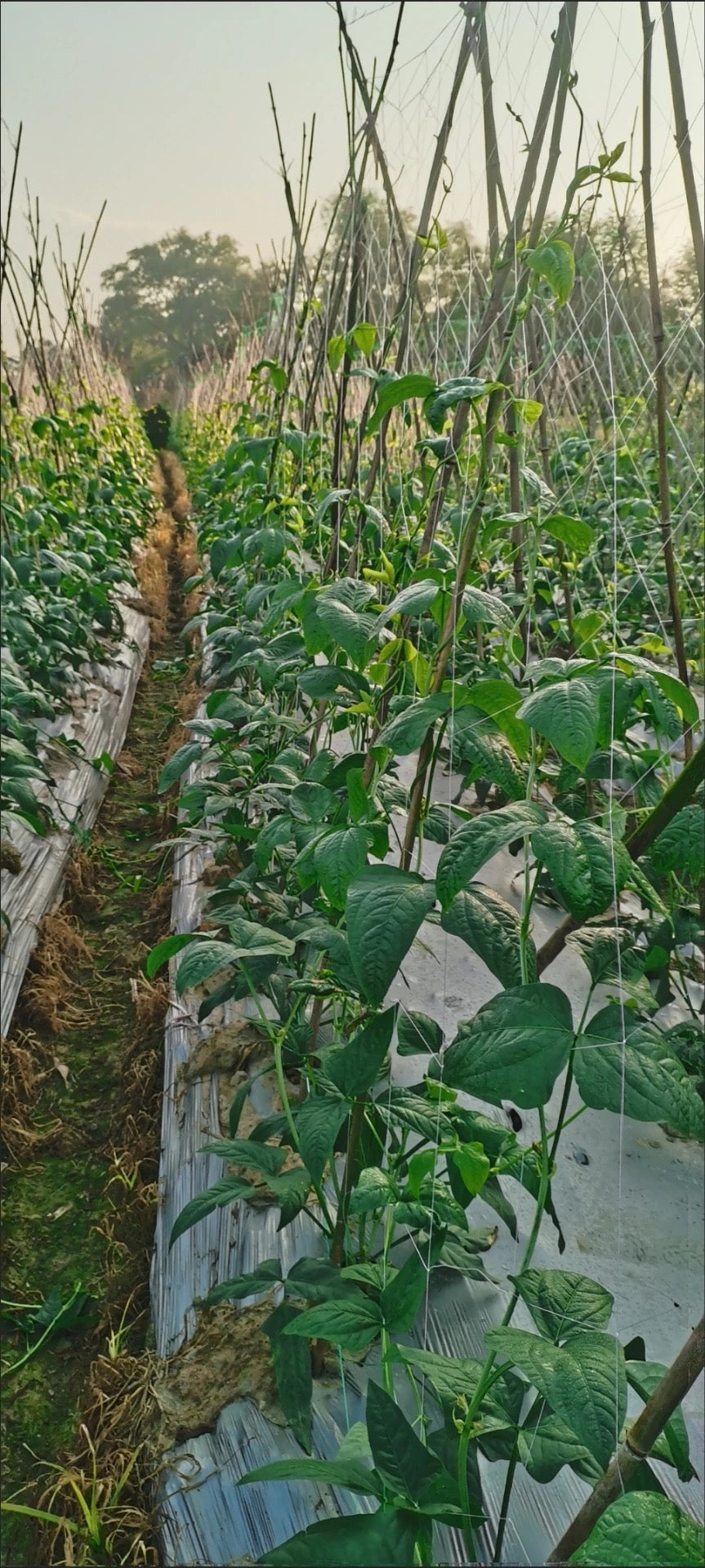 ຄ້າງແຕງ,ຄ້າງຖົ່ວ…ໄມ້ເລືອ