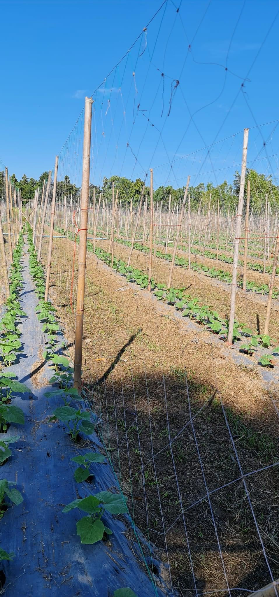 ຄ້າງແຕງ,ຄ້າງຖົ່ວ…ໄມ້ເລືອ