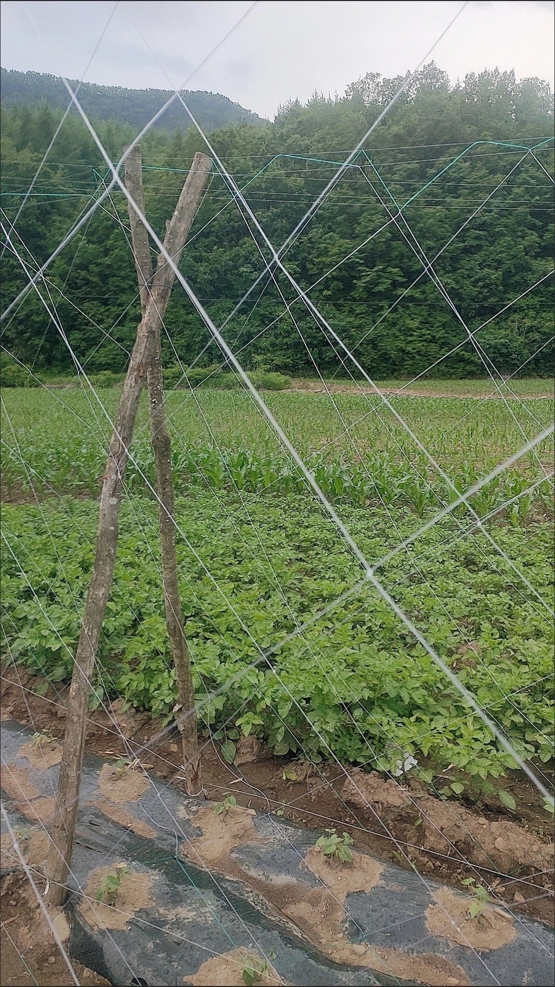 ຄ້າງແຕງ,ຄ້າງຖົ່ວ…ໄມ້ເລືອ