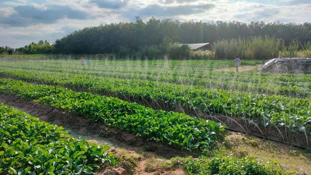 ທໍ່ນ້ຳພຸ້ງ ຍາວ 200m