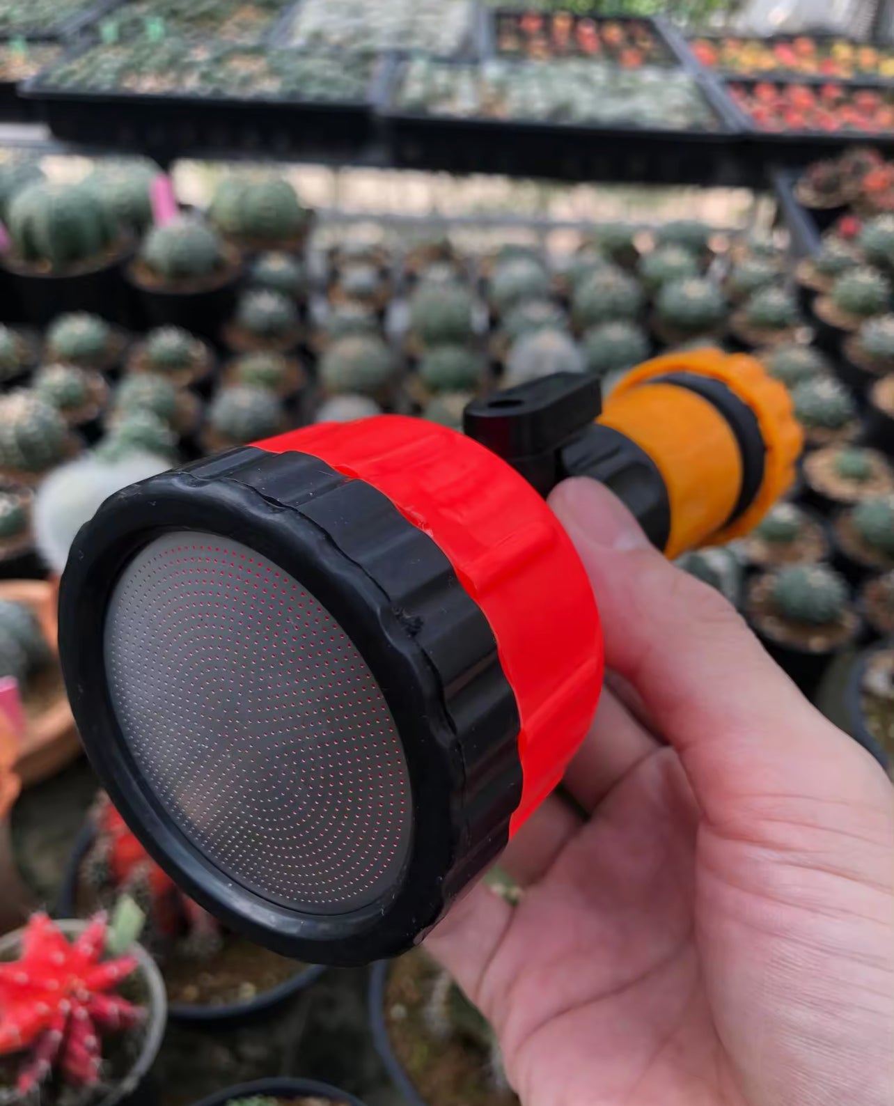 ຫົວບົວຫົດຜັກ