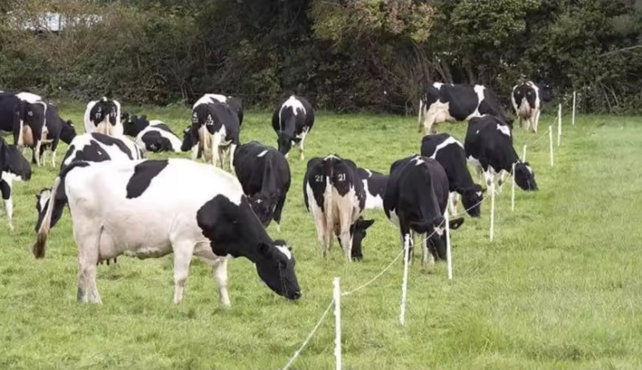 ເຄື່ອງຄຸມຮົ້ວໄຟຟ້າ2ລະບົບ(ໝໍ້ໄຟ ແລະ ໄຟຟ້າບ້ານ)