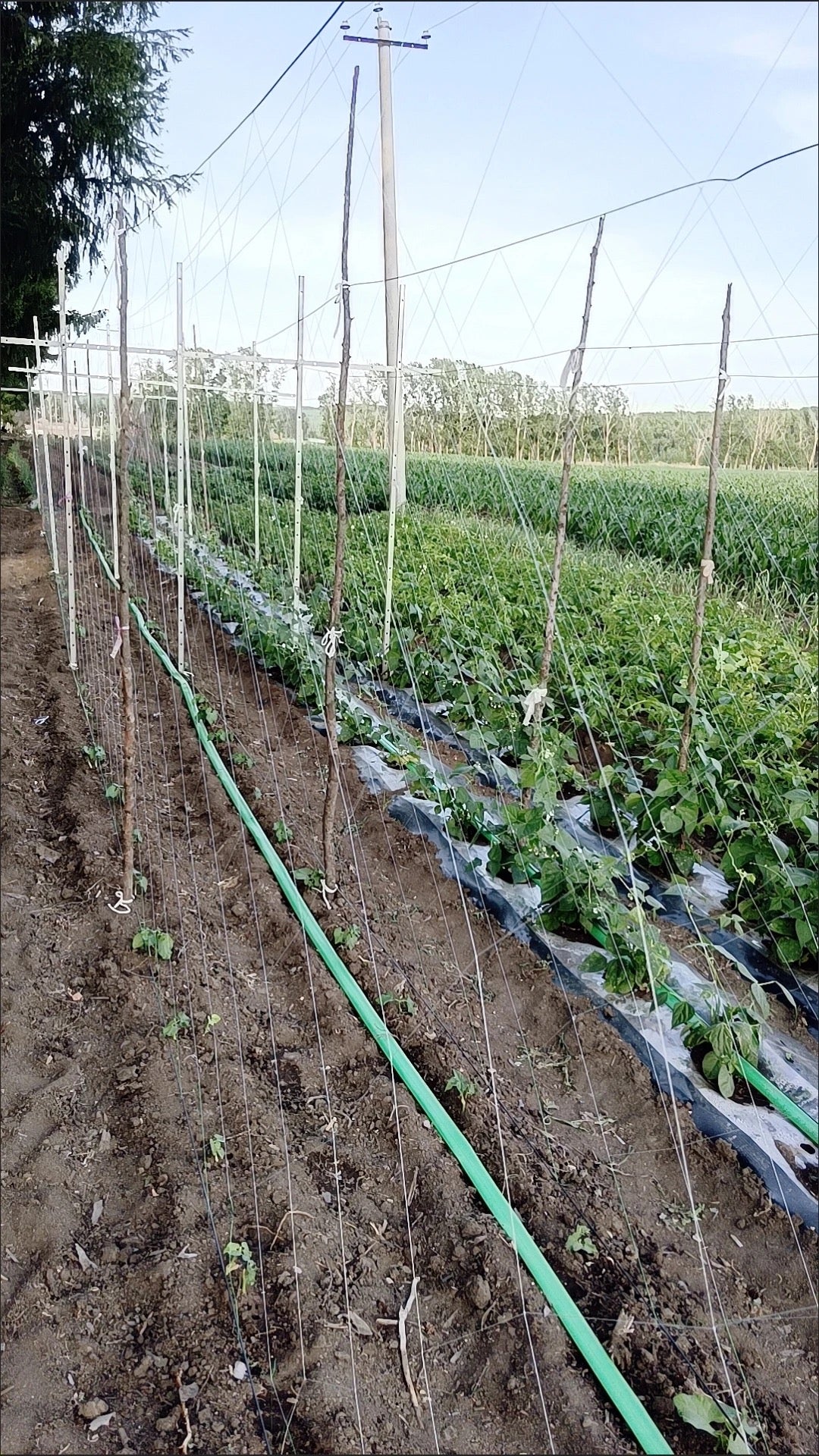 ຄ້າງແຕງ,ຄ້າງຖົ່ວ…ໄມ້ເລືອ