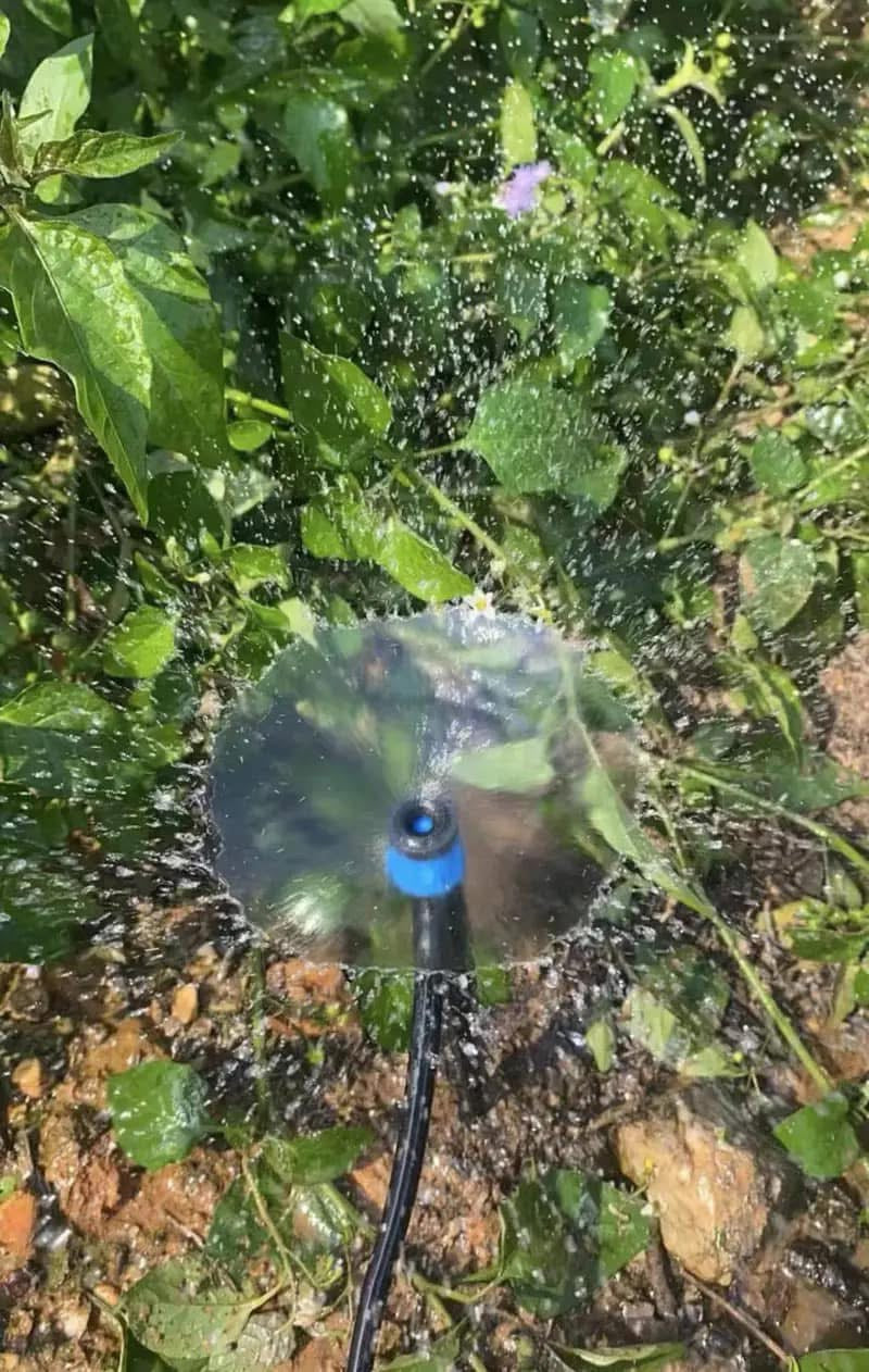 ມິນິສະປິງເກີ້+ຂາປັກ