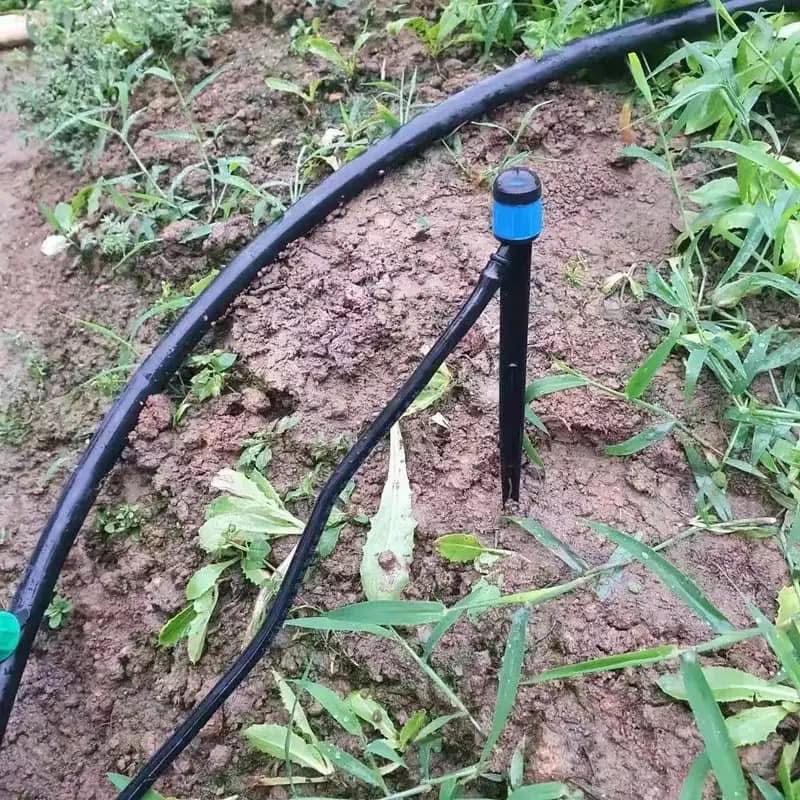 ມິນິສະປິງເກີ້+ຂາປັກ